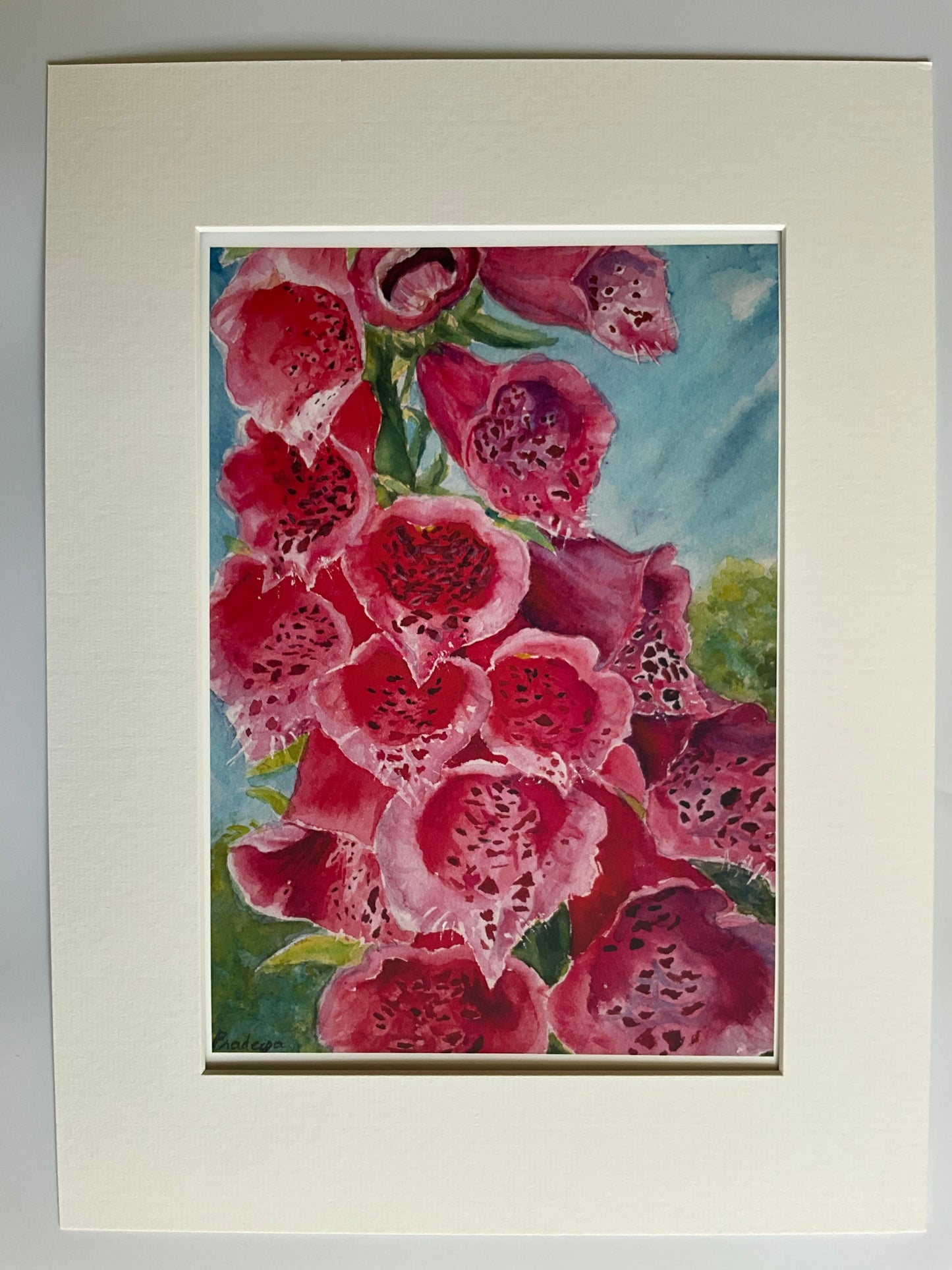 Radiant foxgloves - Limited edition print