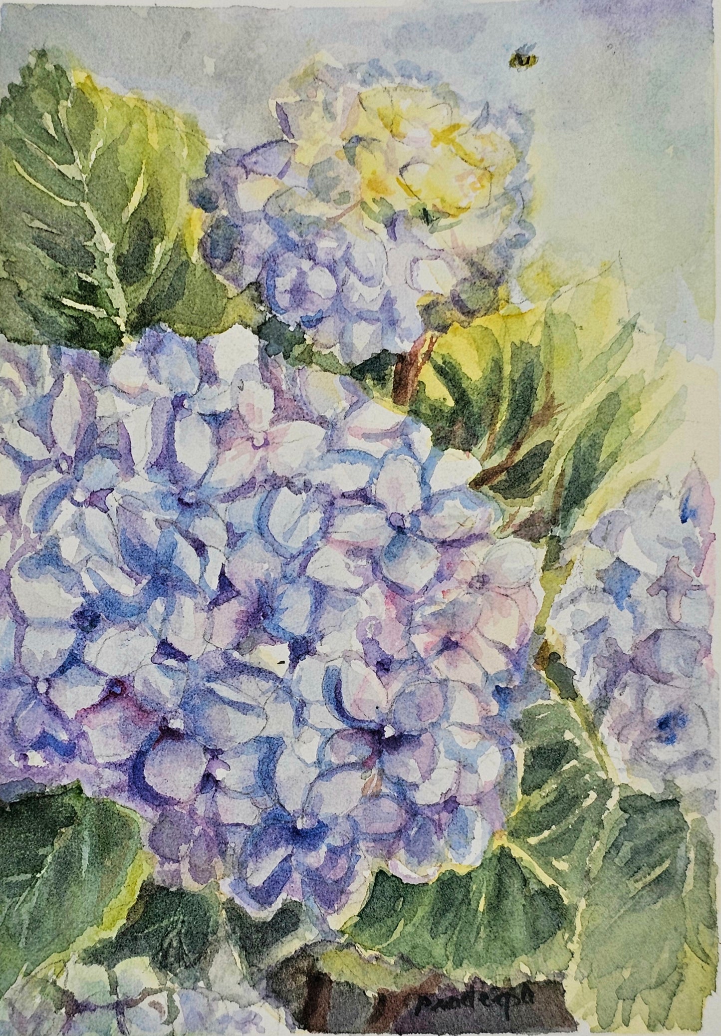 The light of Hydrangeas- original watercolour painting, framed