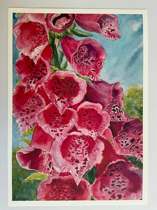 Radiant foxgloves - Limited edition print