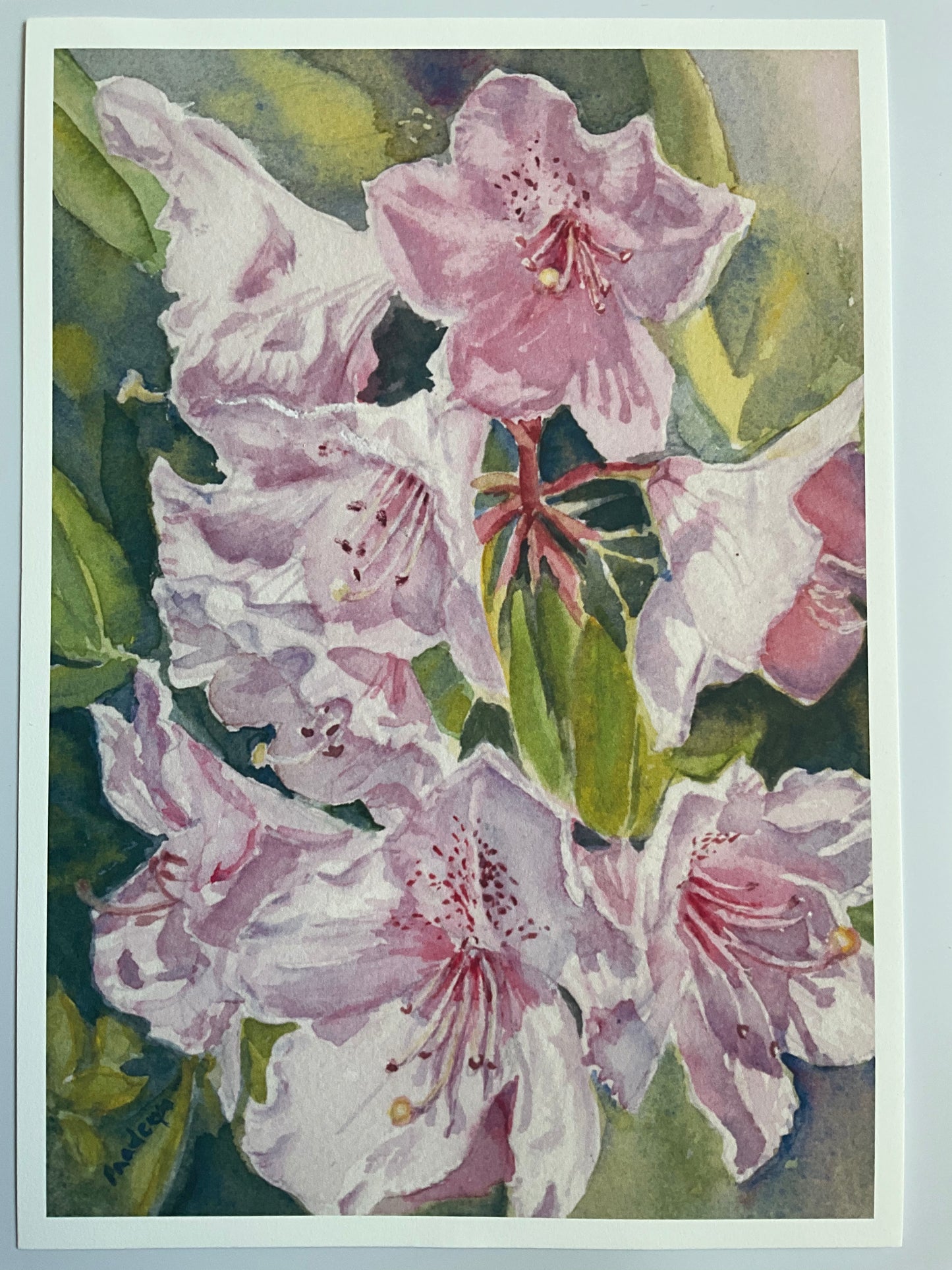 Rhododendrons Under The Sun - Limited edition print
