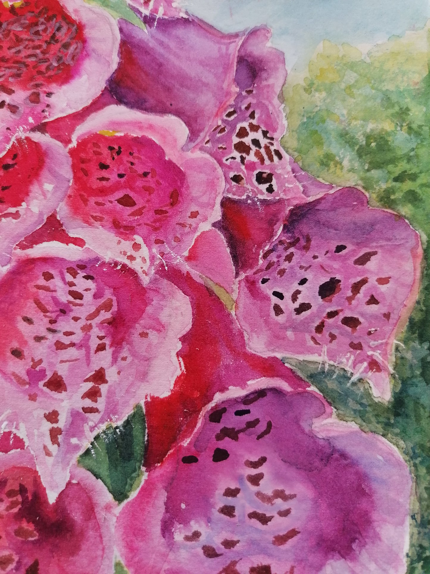 Radiant Foxgloves- Original Watercolour Painting