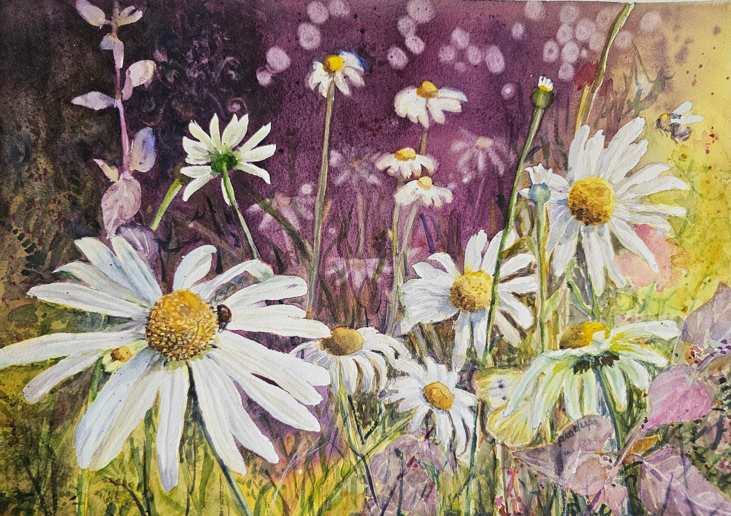 Daisy Meadow - A Day In The Sun