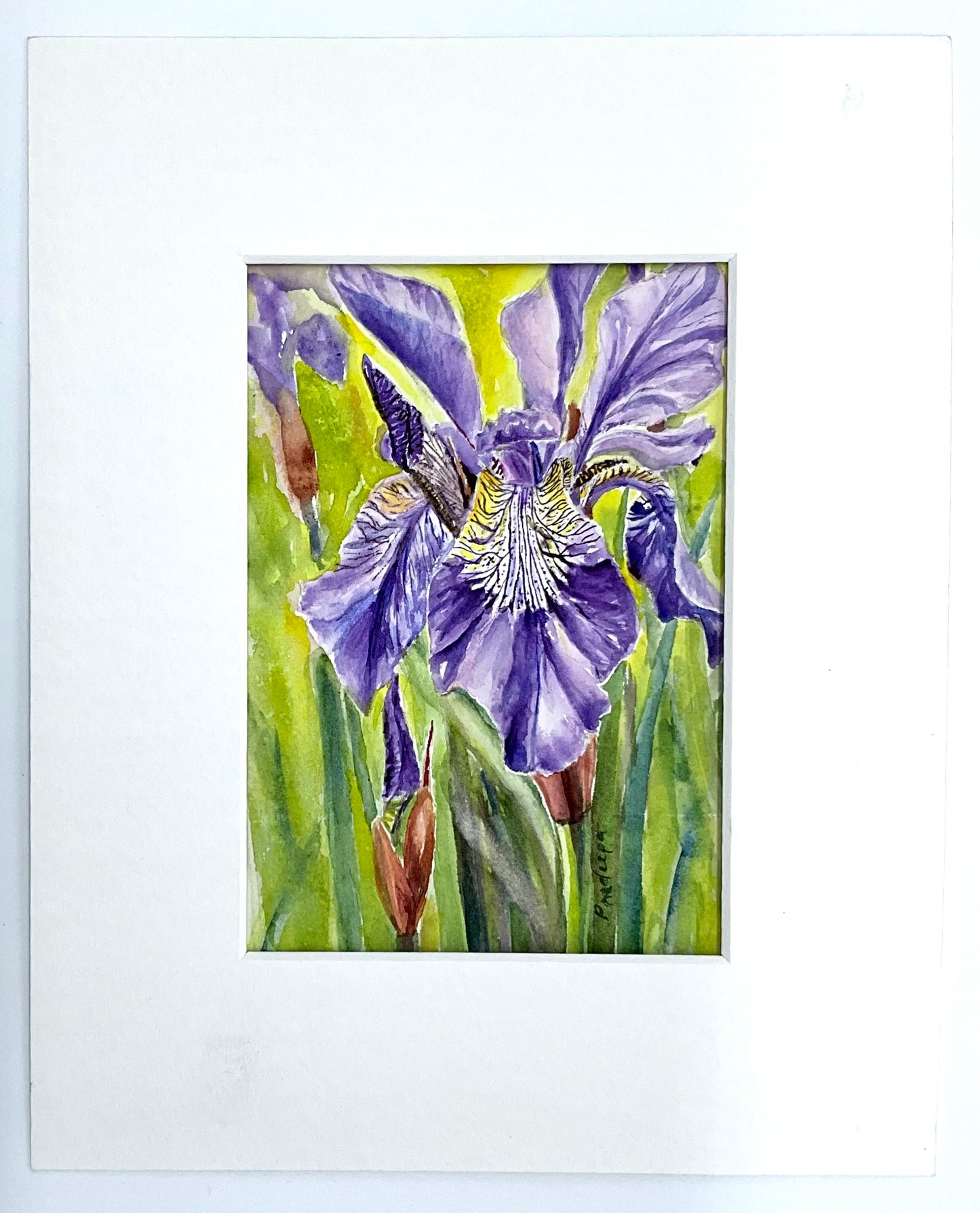 The Beauty of Iris - original watercolour painting