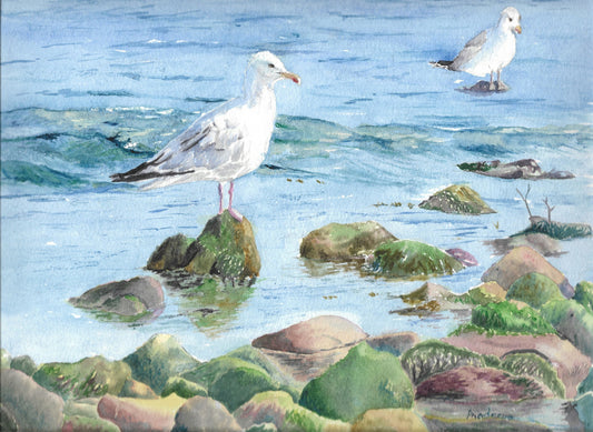 Seagull Steve And His Mate