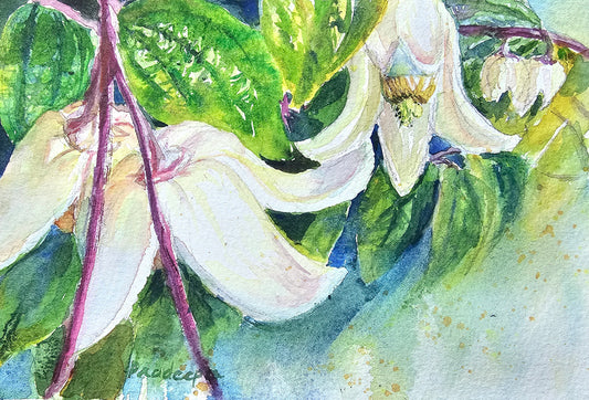 Winter Clematis -  original watercolour painting- 4x6 inches