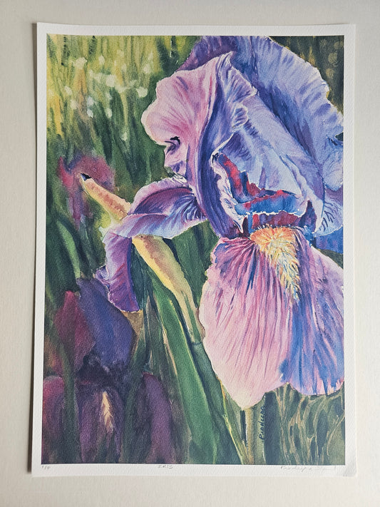 IRIS- Limited Edition Fine Art Print- A3 & A4 size