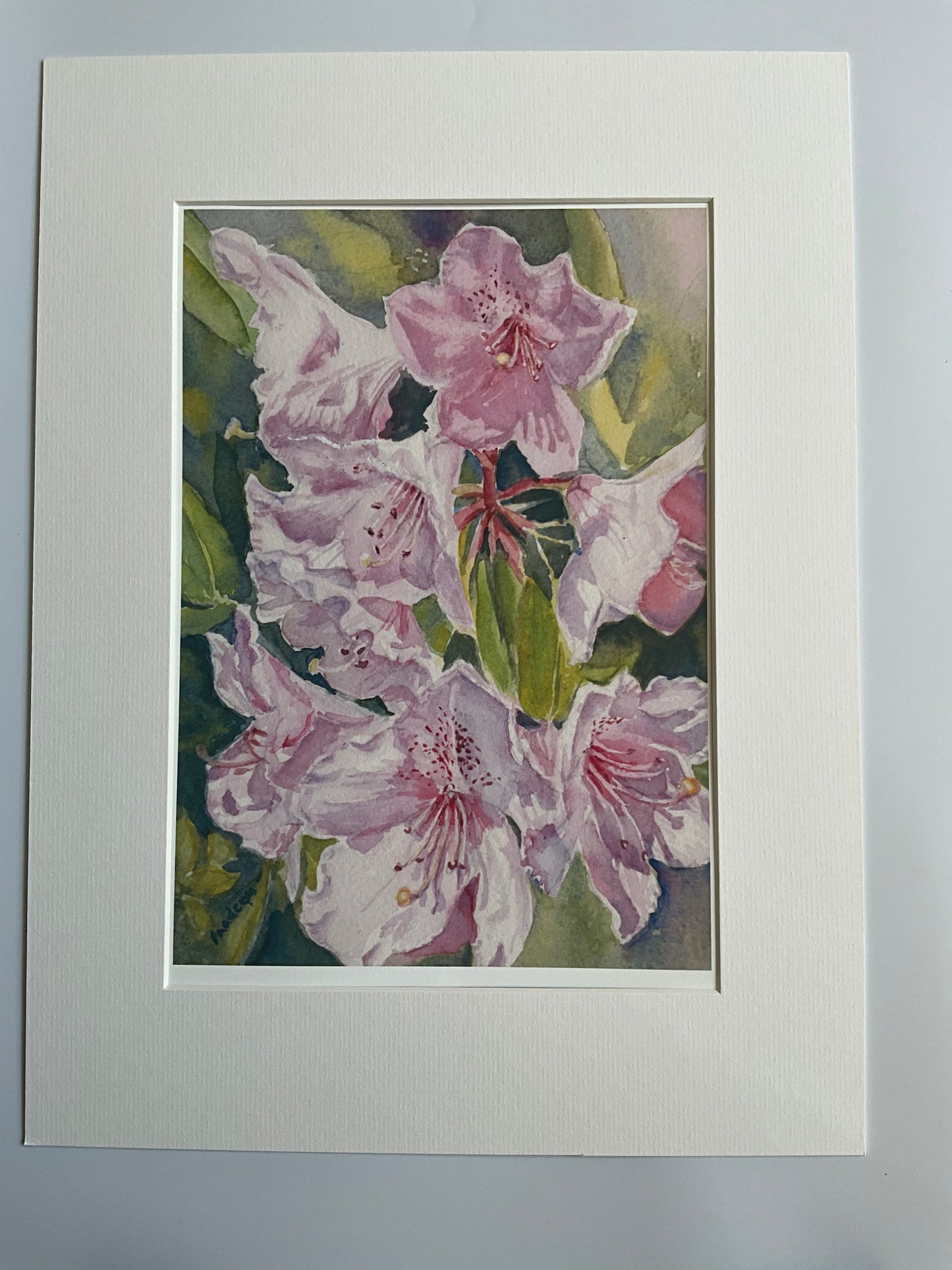 Rhododendrons Under The Sun - Limited edition print