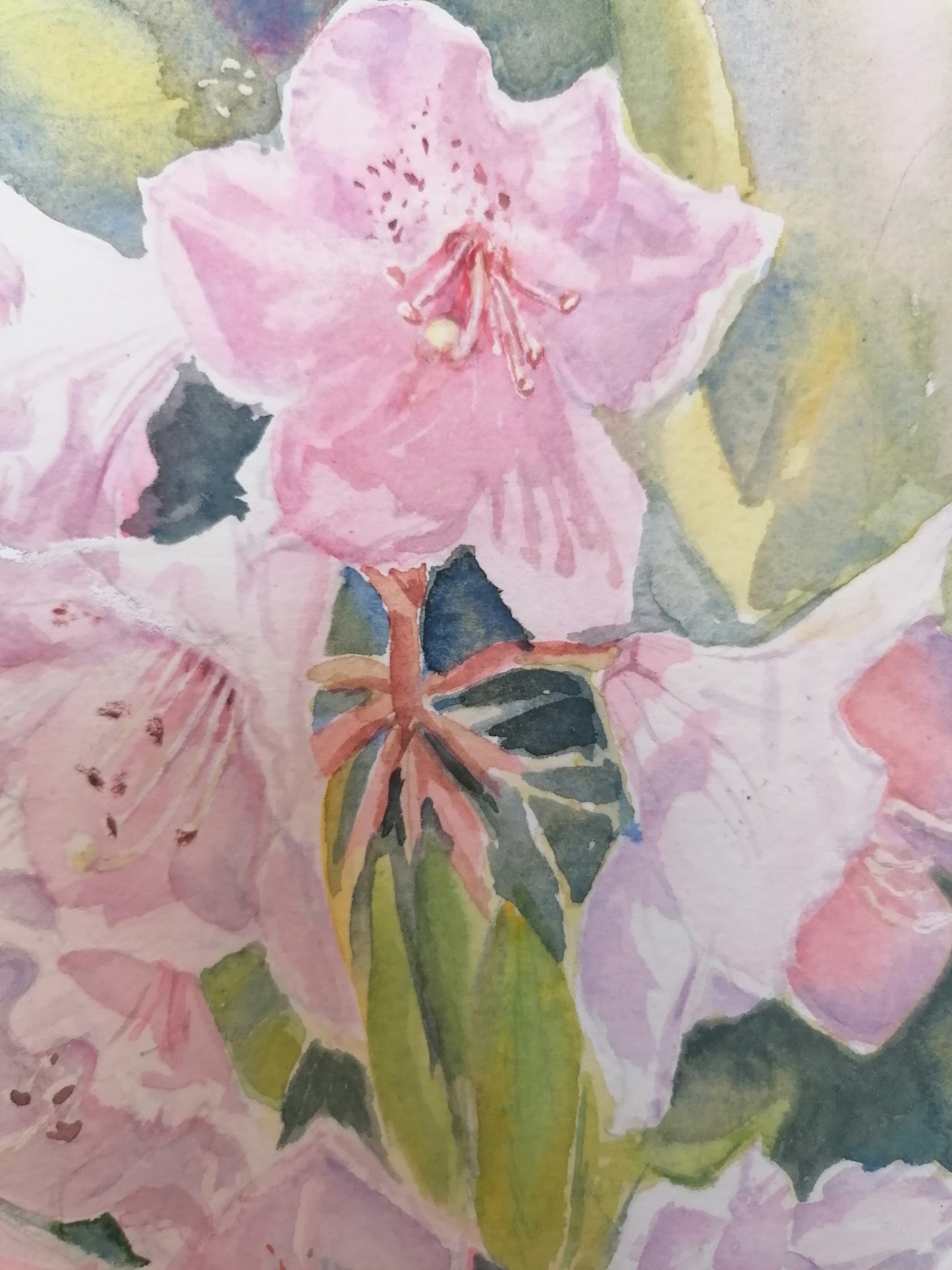 Rhododendrons Under The Sun- Original Watercolour Painting