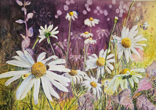Daisy Meadow - A Day In The Sun